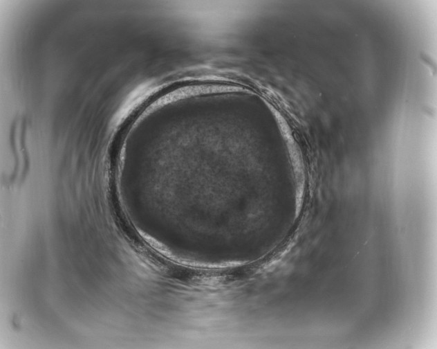 X0000098160295200805081109