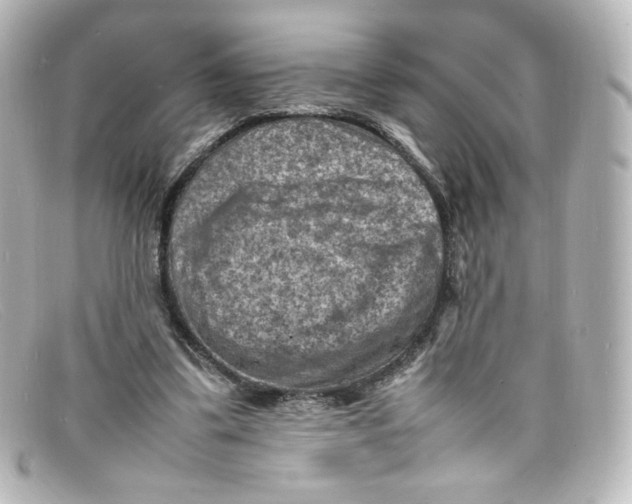 X0000098160299200805081109