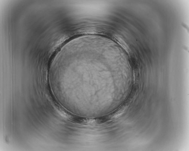 X0000098160301200805081109