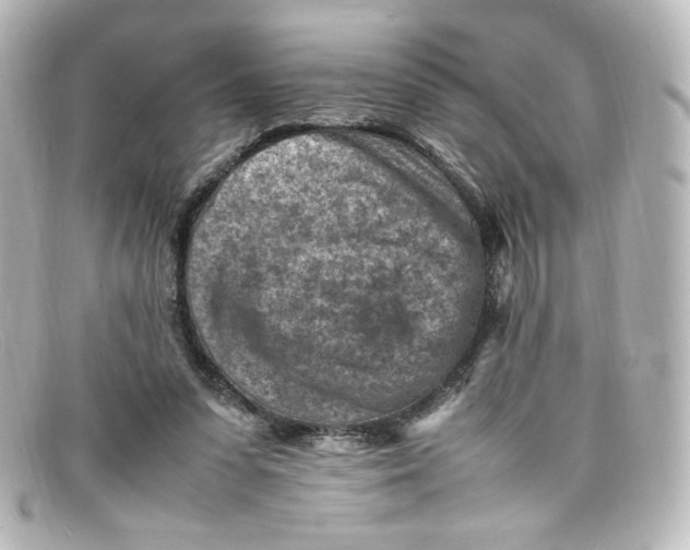 X0000098160303200805081109