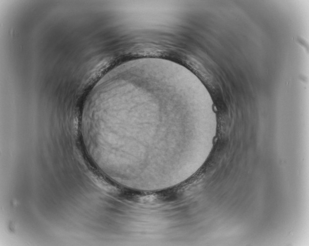 X0000098160309200805081109