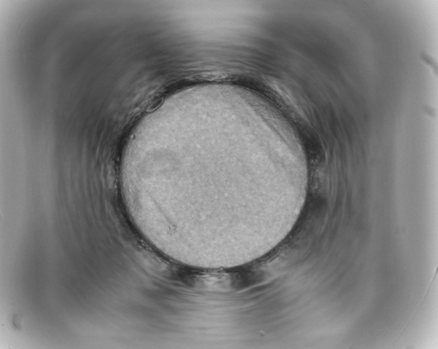 X0000098160317200805081109