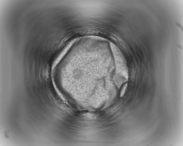 X0000098160326200805081109
