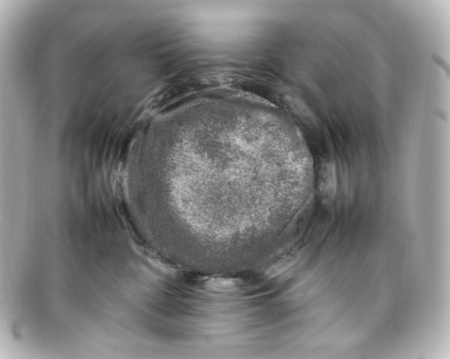 X0000098160332200805081109