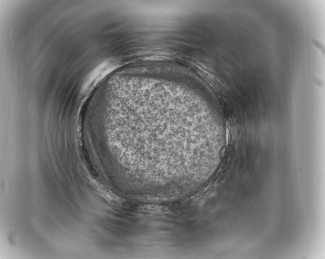 X0000098160339200805081108