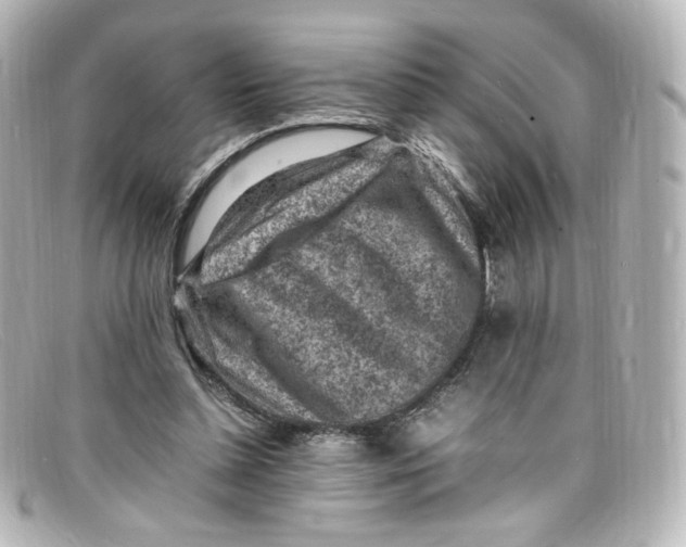 X0000098160348200805081108