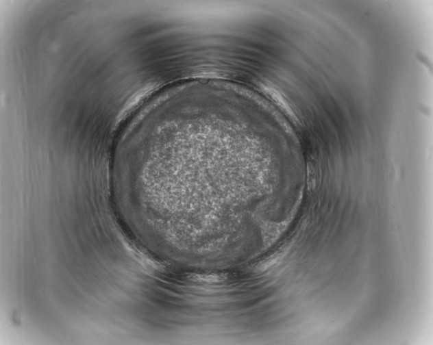 X0000098160349200805081108