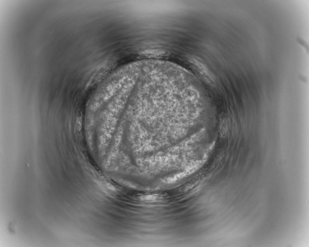 X0000098160365200805081109