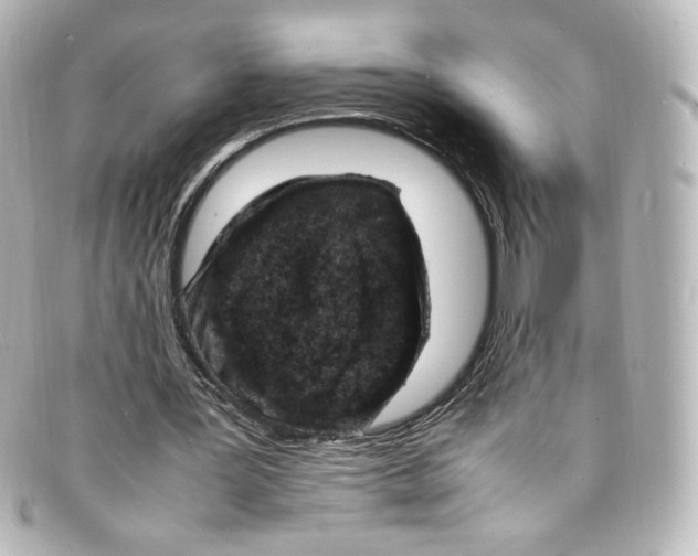 X0000098160387200805081108