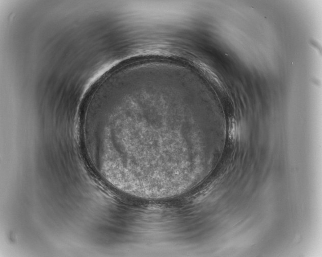 X0000098160388200805081108