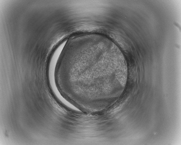 X0000098160399200805081108