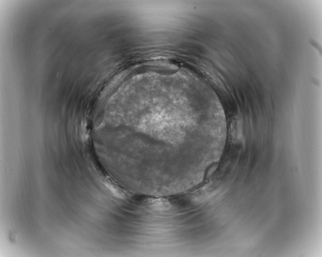 X0000098160424200805081108
