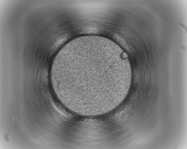 X0000098160538200805081106