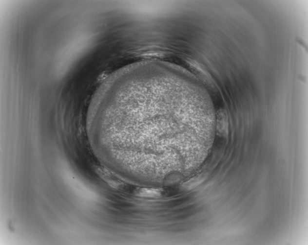 X0000098160573200805081106