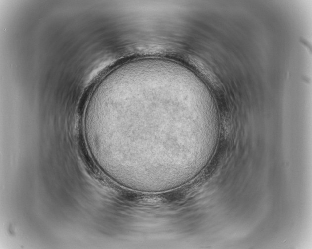 X0000098160583200805081105