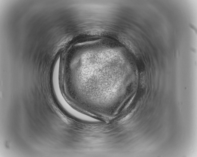 X0000098160589200805081105