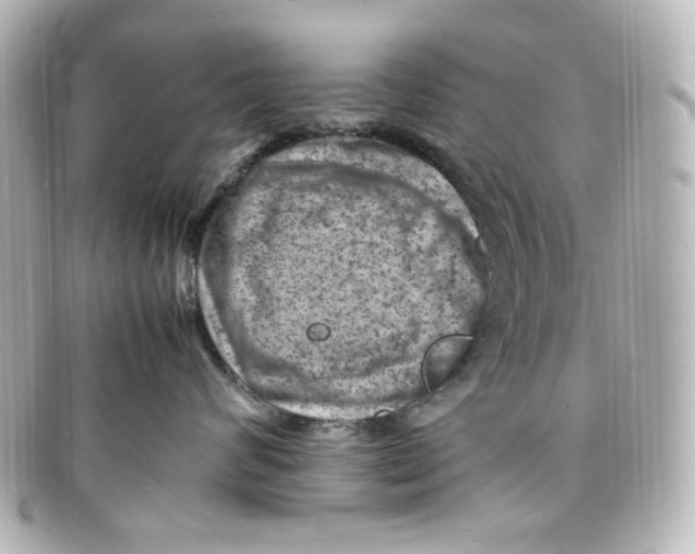 X0000098160624200805081105