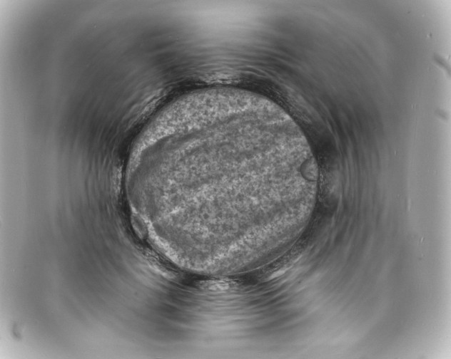 X0000098160652200805081105