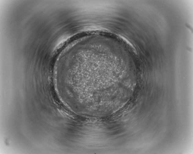 X0000098160775200805081103