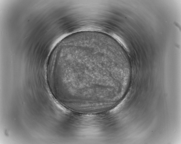 X0000098160854200805081102
