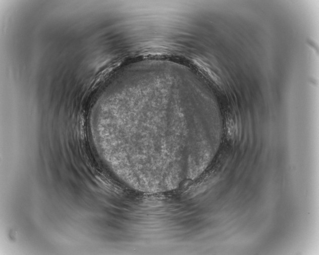 X0000098160964200805081100