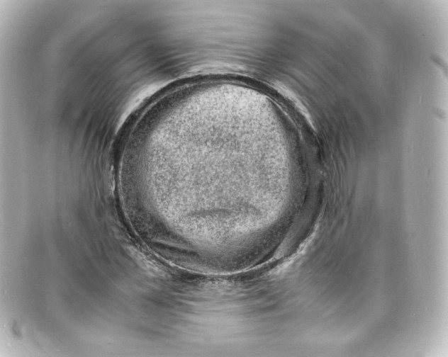 X0000098160973200805081100
