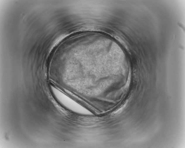 X0000098160981200805081100