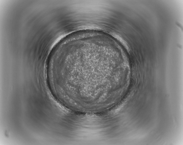 X0000098160983200805081100