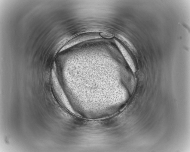 X0000098160993200805081100