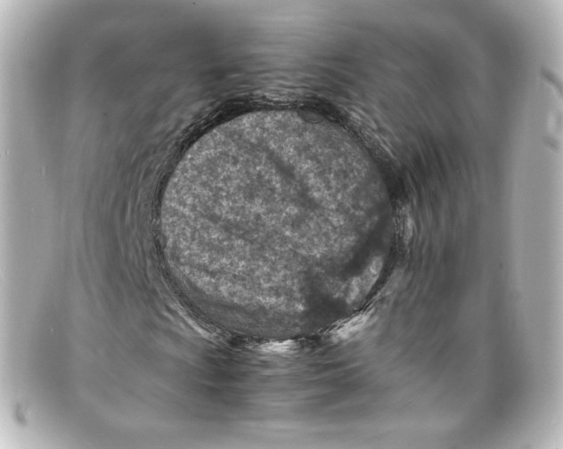 X0000098161009200805081059