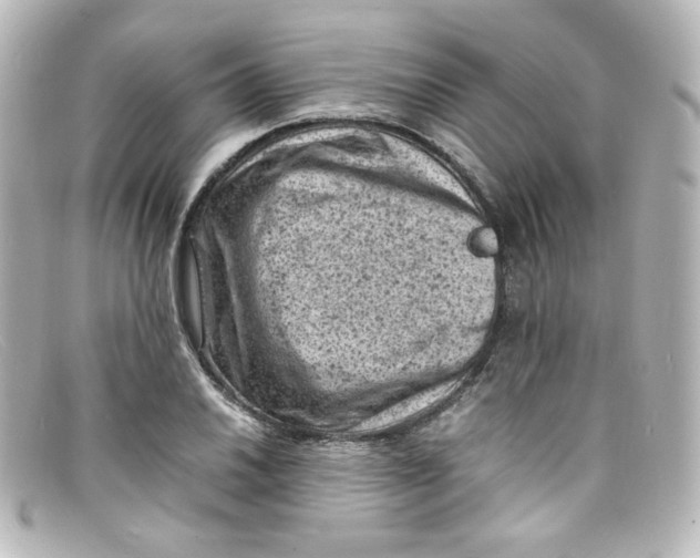 X0000098161030200805081059
