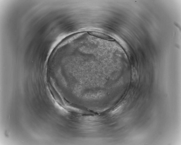X0000098161102200805081058