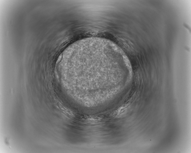 X0000098161105200805081057