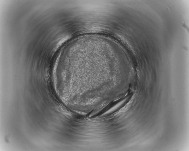 X0000098161210200805081056