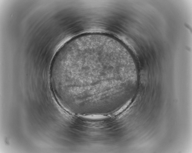 X0000098161229200805081056