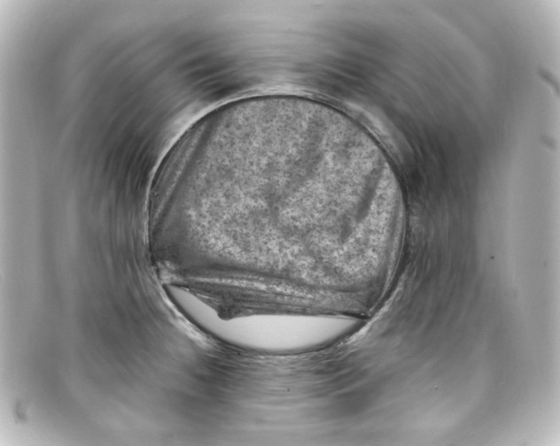 X0000098161236200805081057
