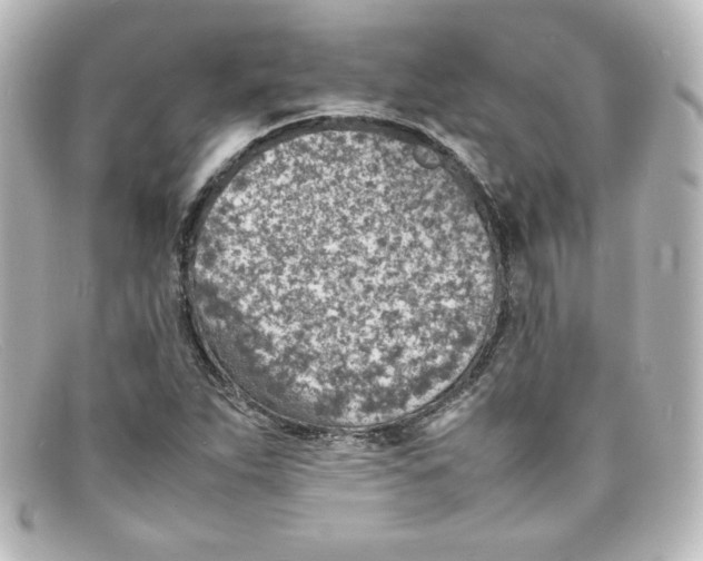 X0000098161263200805081056
