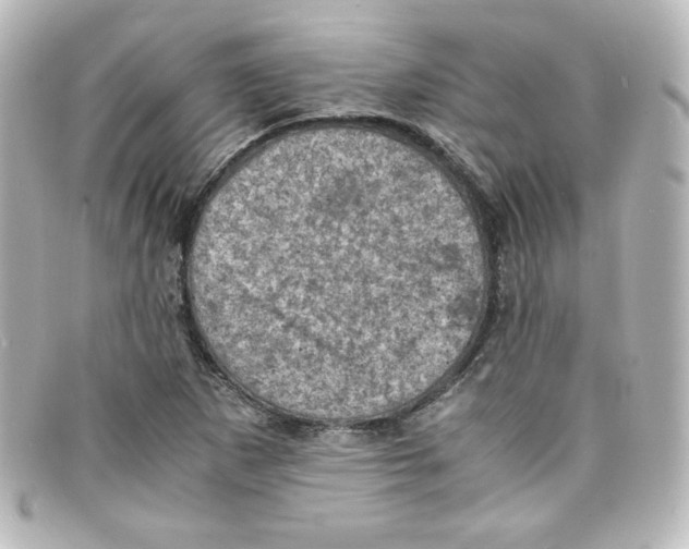 X0000098161265200805081056