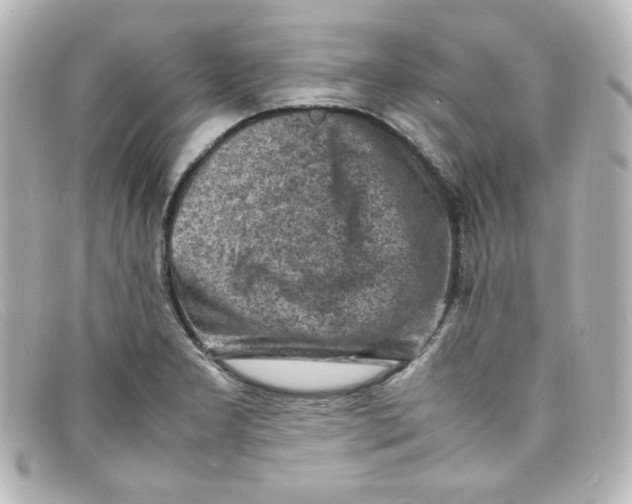 X0000098161277200805081056