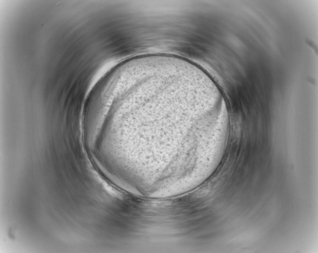 X0000098161294200805081055