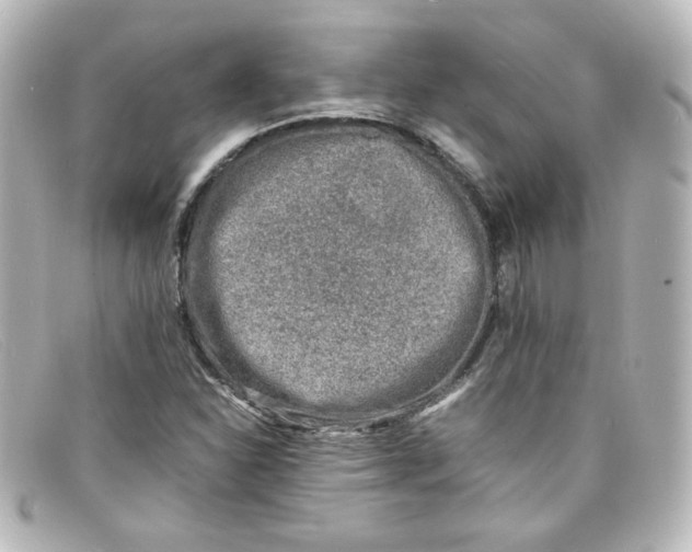 X0000098161310200805081055