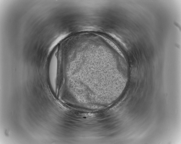 X0000098161317200805081055