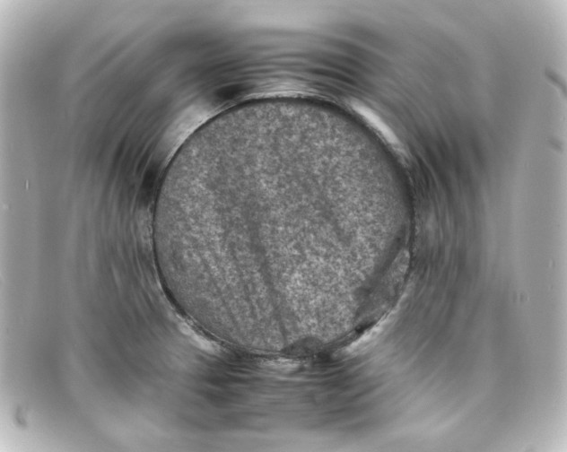 X0000098161329200805081055