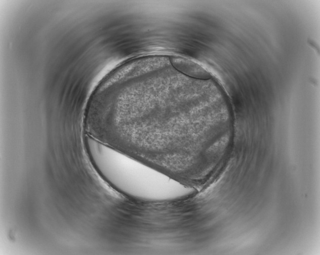 X0000098161333200805081055