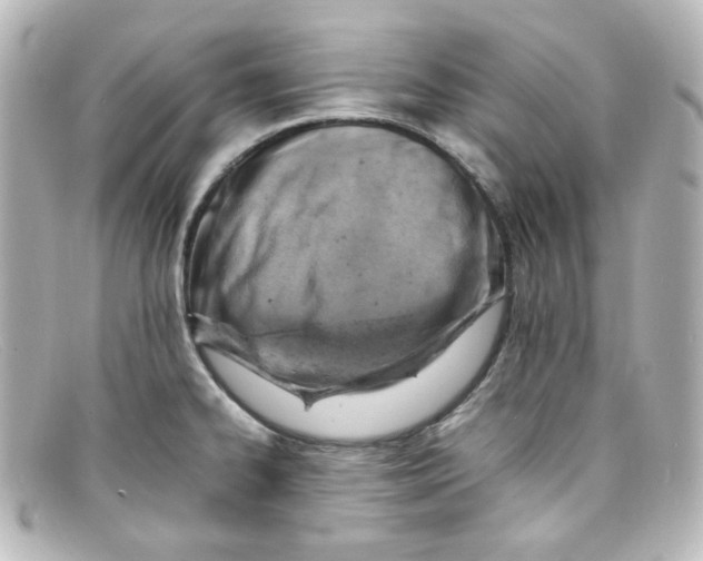 X0000098161334200805081055