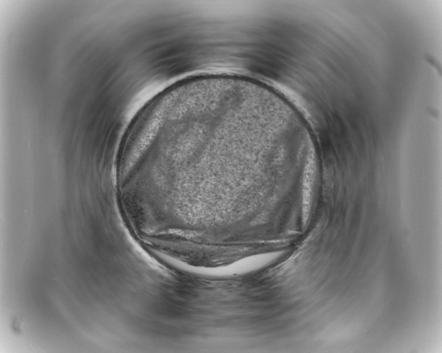 X0000098161335200805081055