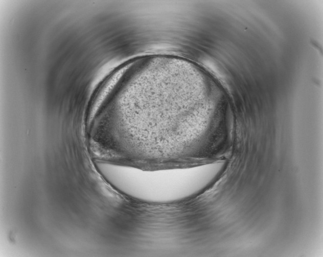 X0000098161336200805081055