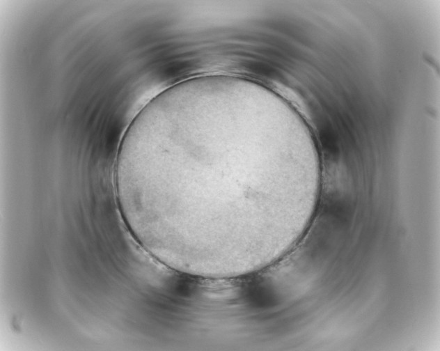X0000098161338200805081055