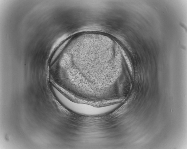 X0000098161366200805081054