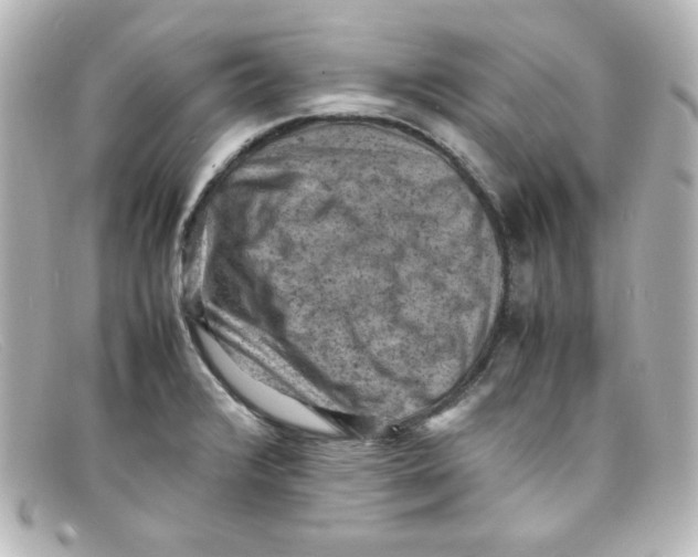 X0000098161376200805081054